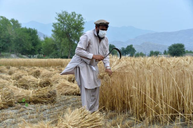 An Afghan farmer harvests his wheat in the Kuz Kunar district of Nangarhar, Afghanistan. ©FAO/Farshad Usyan